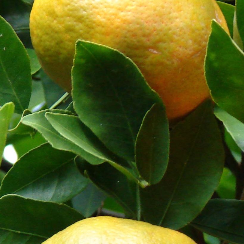Mandarin Tree - Citrus reticulata Keraji (Foliage)