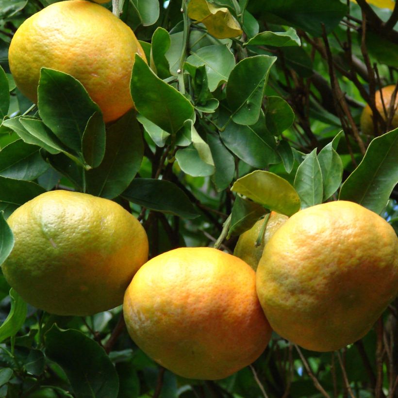 Mandarin Tree - Citrus reticulata Keraji (Harvest)