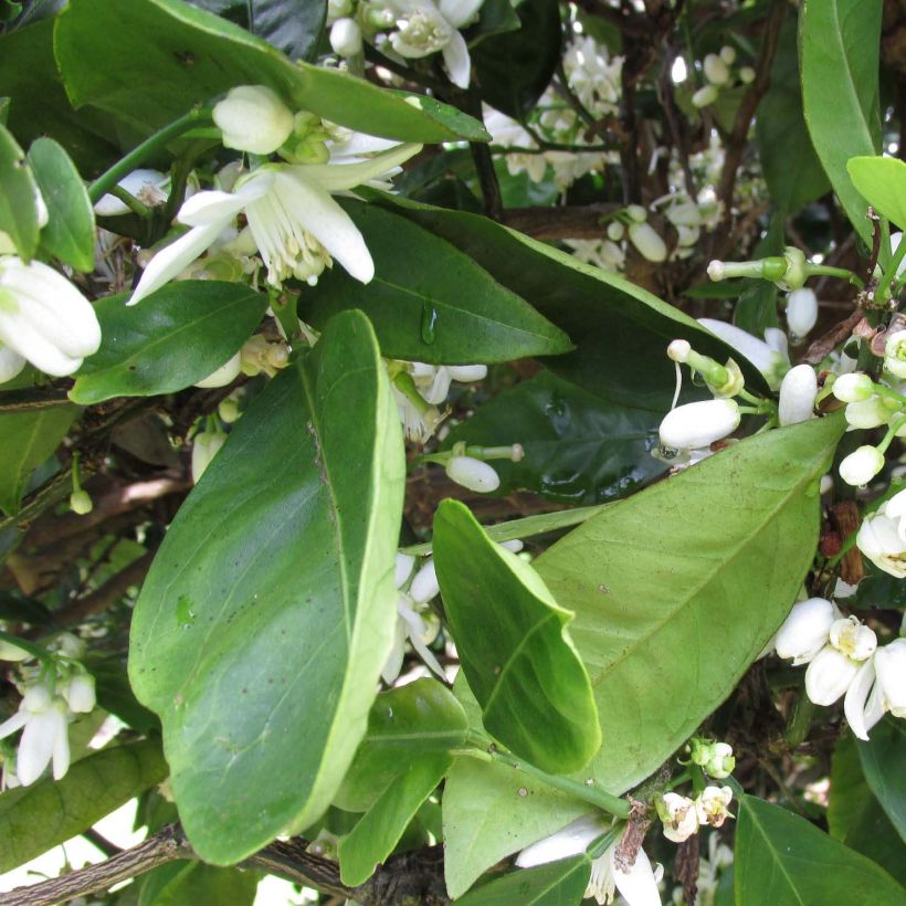 Citrus sinensis 'Washington Navel' (Foliage)