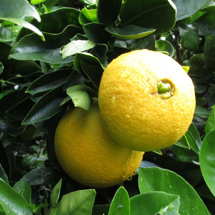 Citrus sinensis 'Washington Navel' (Harvest)