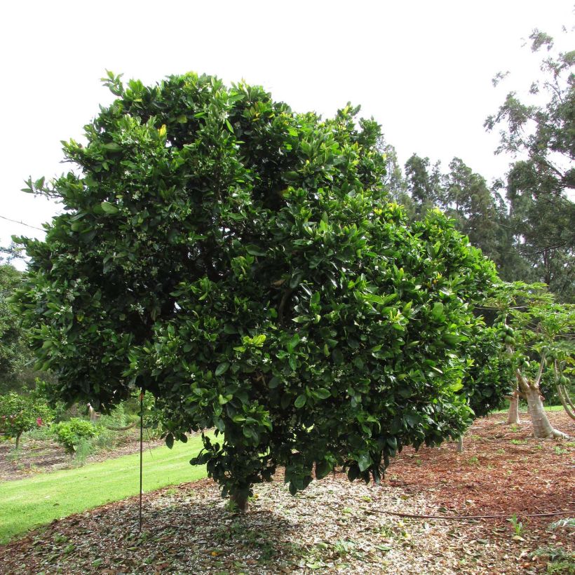 Citrus sinensis 'Washington Navel' (Plant habit)