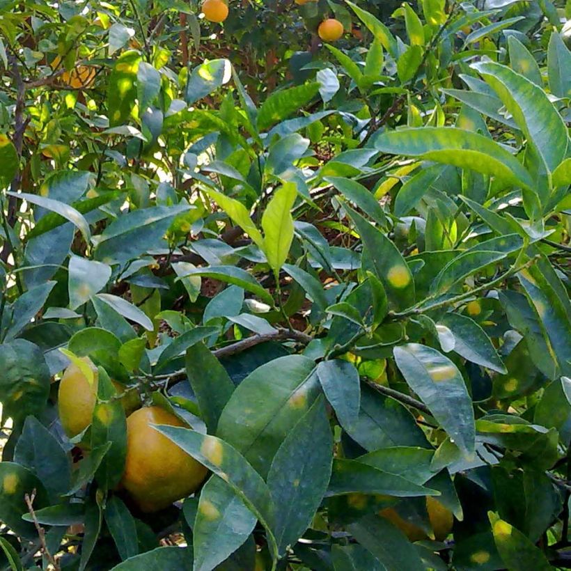 Satsuma Mandarin Tree - Citrus unshiu (Foliage)