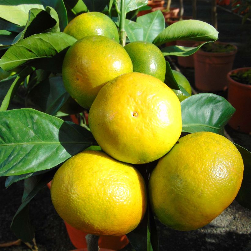 Satsuma Mandarin Tree - Citrus unshiu (Harvest)