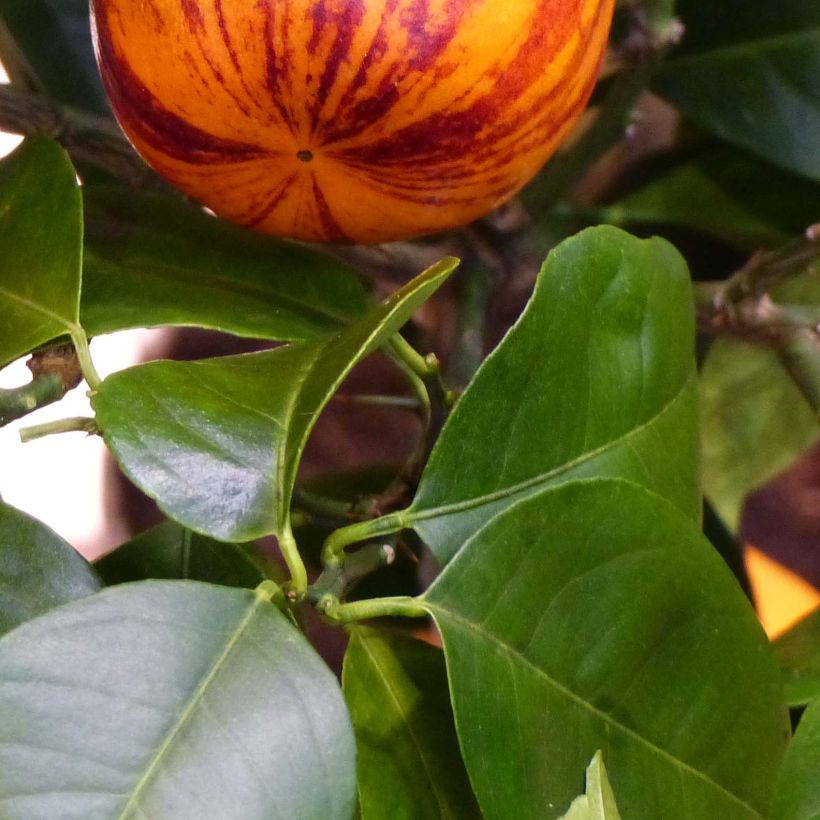 Rainbow Orange - Citrus x Doppio Sanguigno (Foliage)