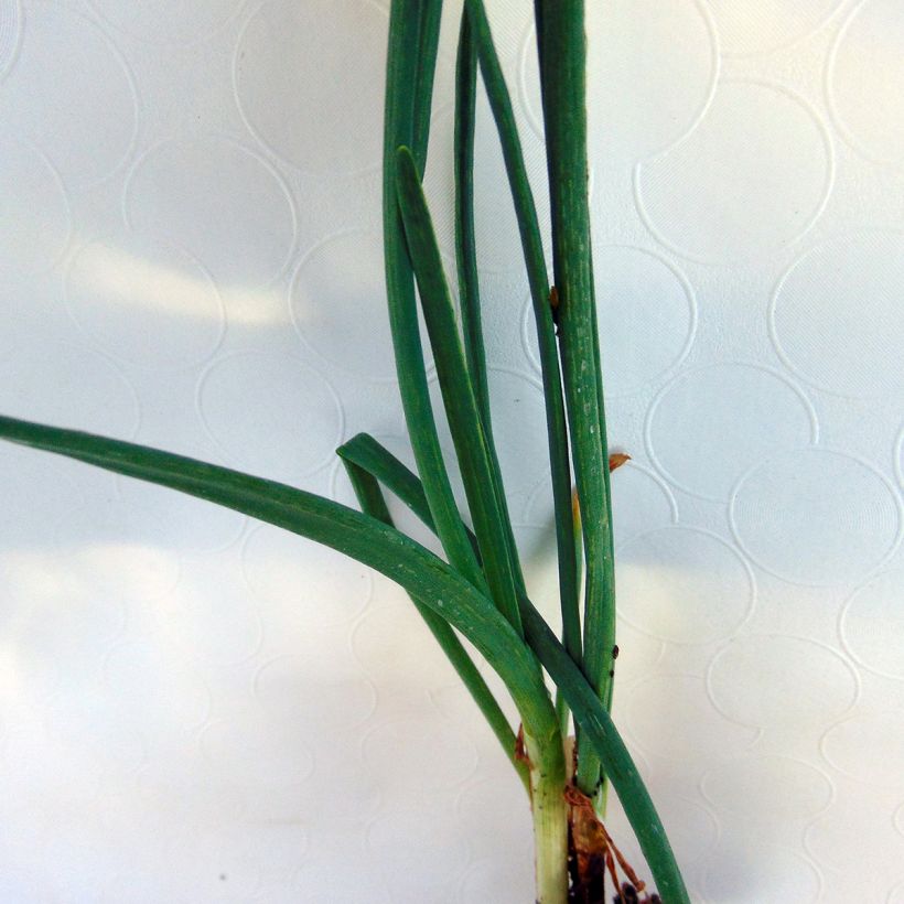 St Jacques Chives - Allium fistulosum (Foliage)