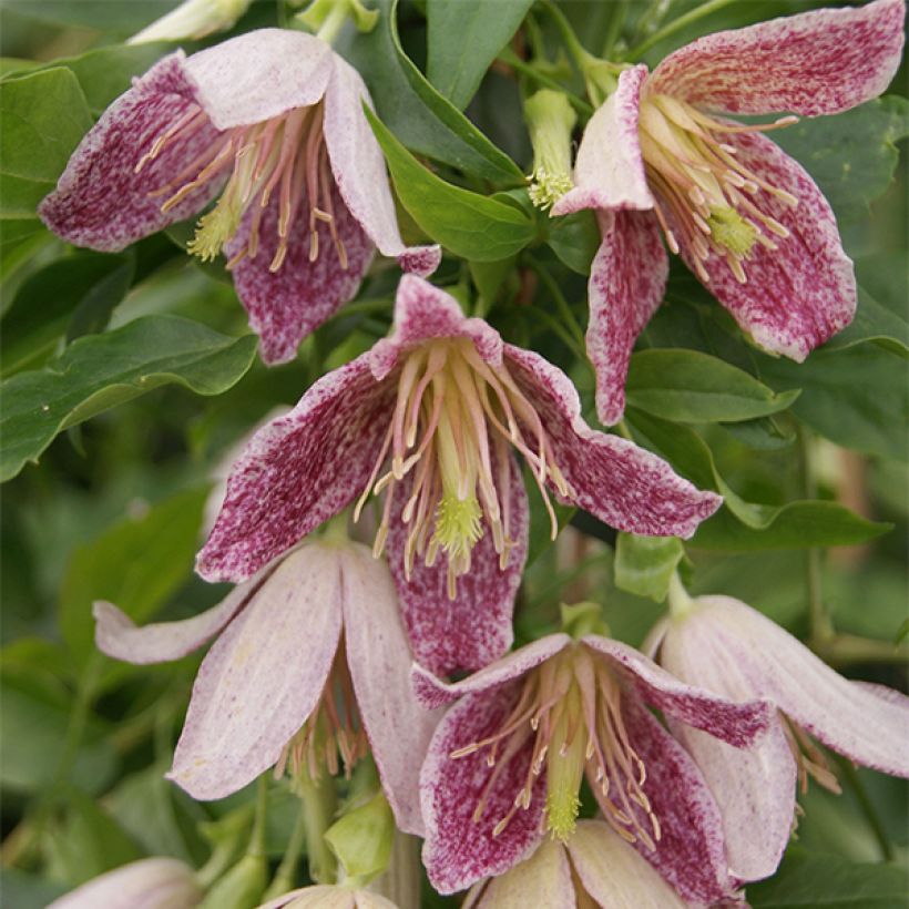 Clematis x cirrhosa Advent Bells (Flowering)