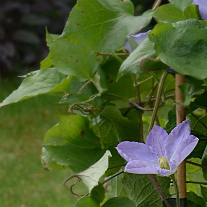 Clematis  Success Lavender (Foliage)