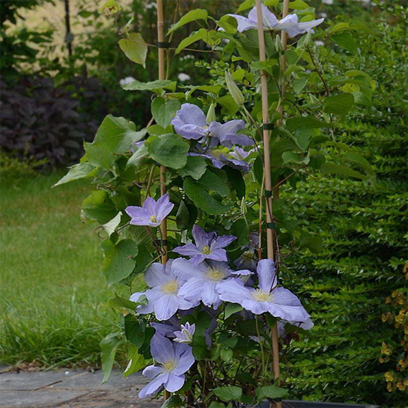 Clematis Success Lavender (Plant habit)