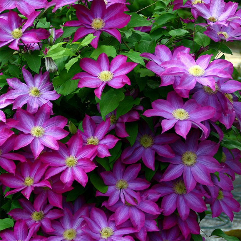 Clematis patens Kakio (Flowering)