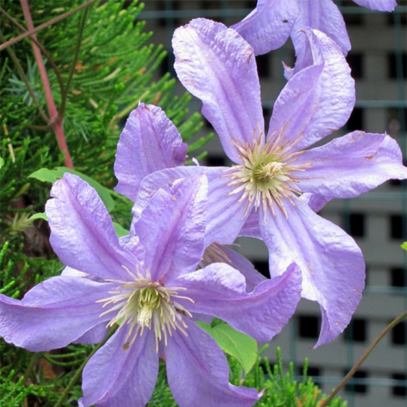 Clematis x viticella Prince Charles (Flowering)
