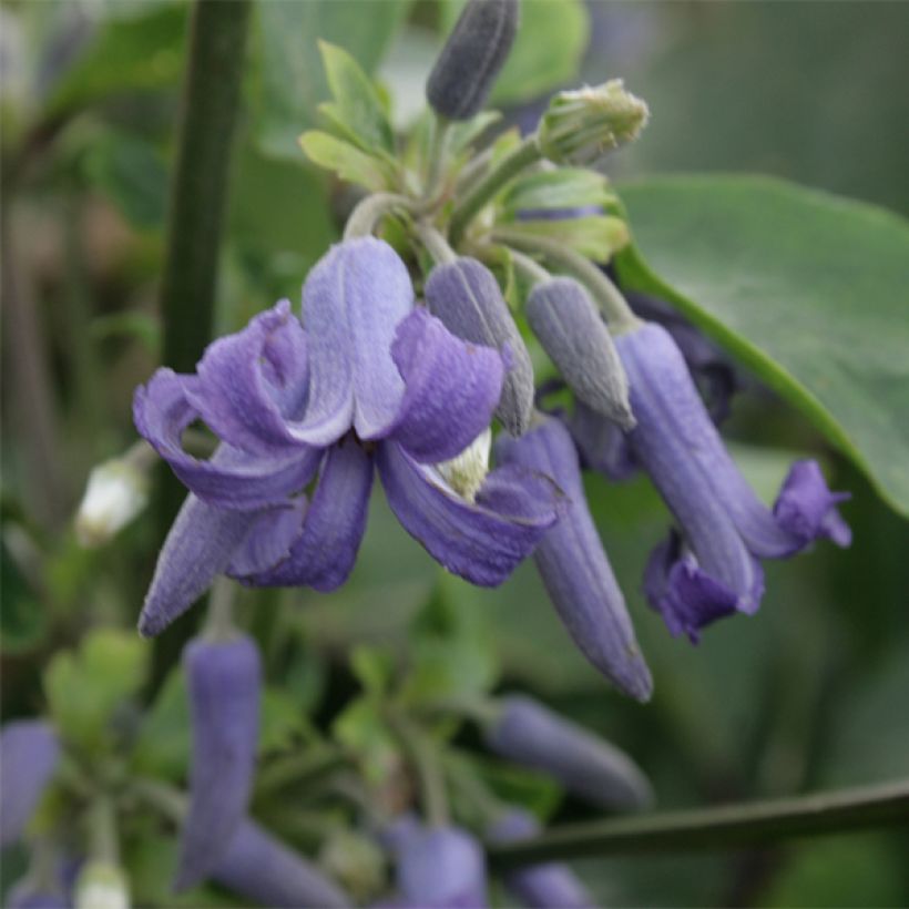 Clematis heracleifolia  (Flowering)