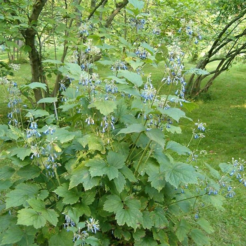 Clematis heracleifolia  (Plant habit)