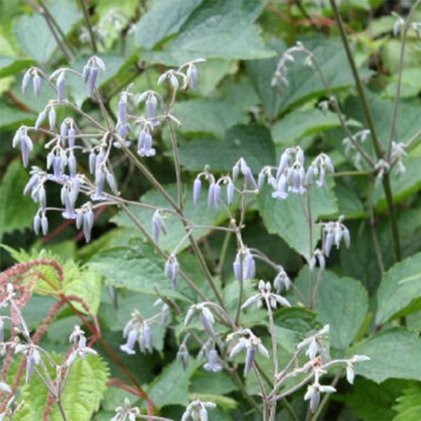 Clematis stans (Flowering)