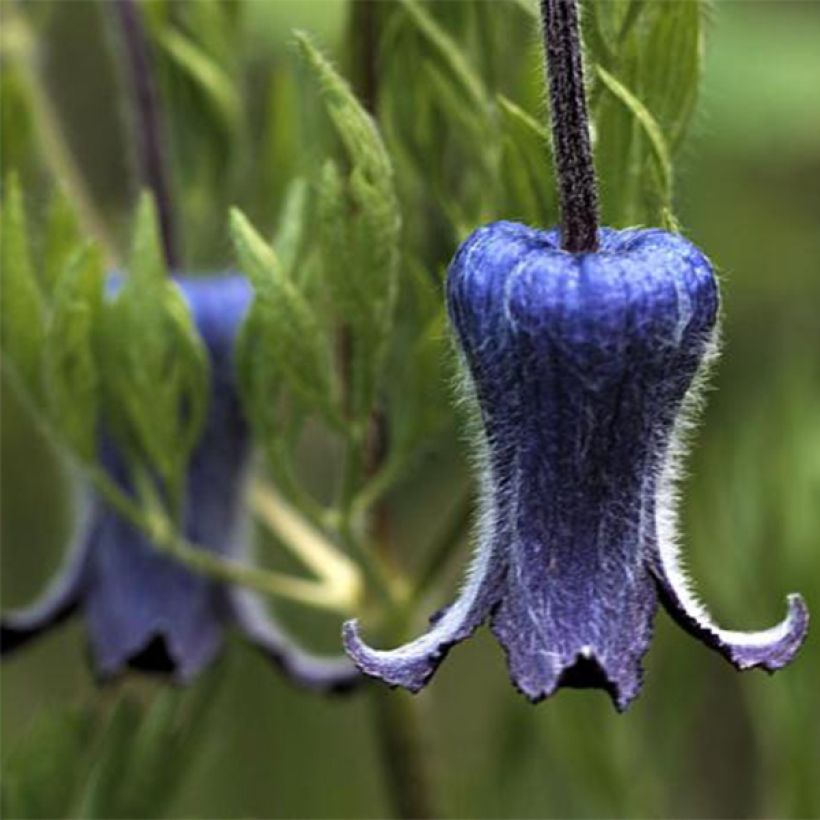 Clematis hirsutissima (Flowering)