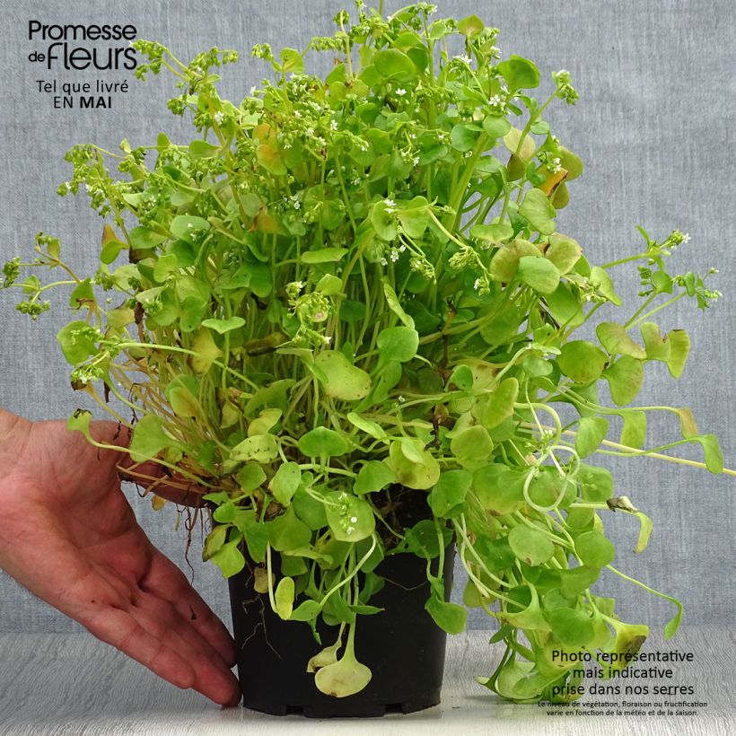Claytonia perfoliata - Miner's lettuce 1.5L/2L pot sample as delivered in spring