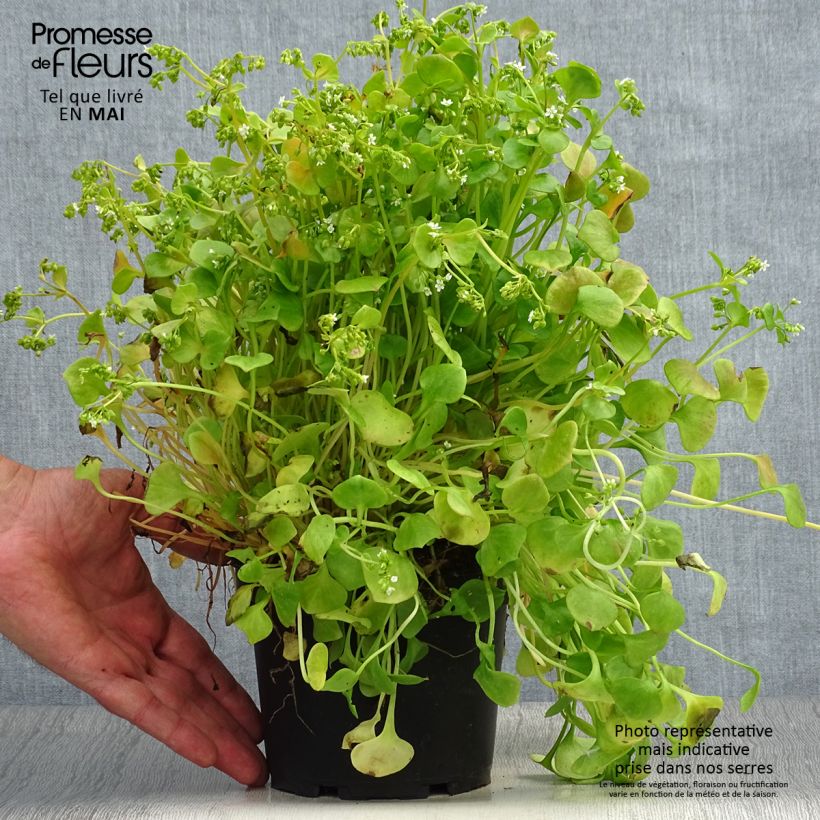 Claytonia perfoliata - Miner's lettuce sample as delivered in spring