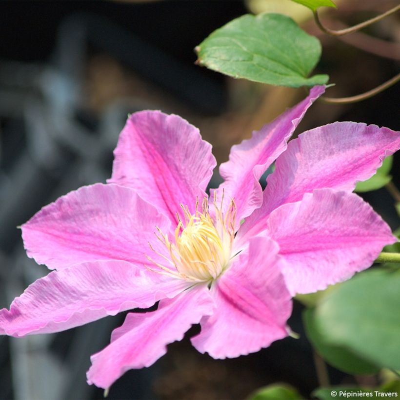 Clematis patens Abilène - Early Large-flowered Clematis (Flowering)