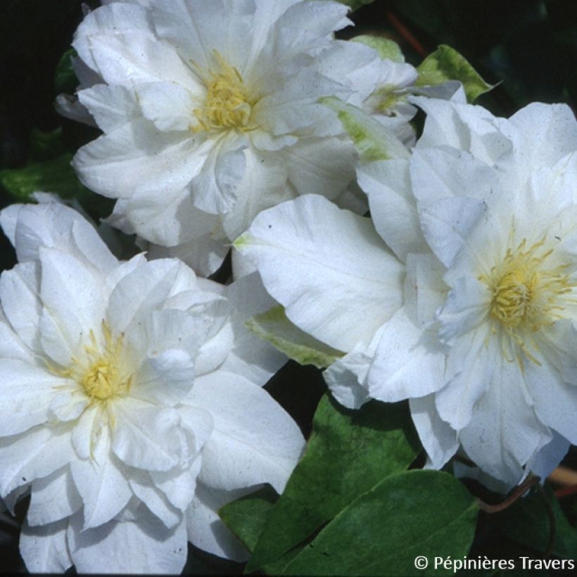 Clematis patens Arctic Queen  (Flowering)