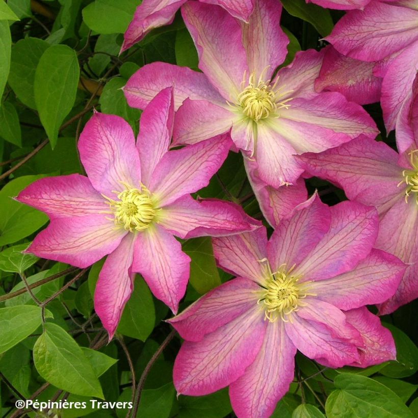 Clematis Asao (Flowering)