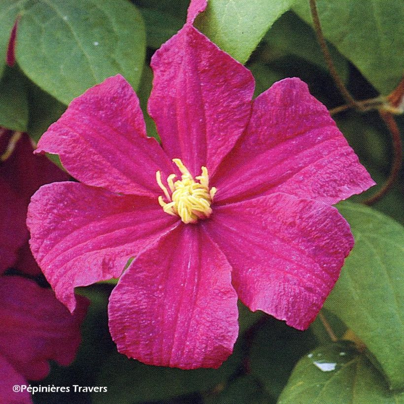 Clematis  Barbara Harrington® (Flowering)