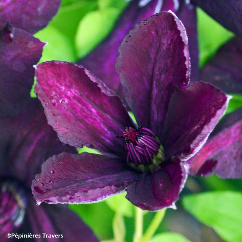 Clematis viticella Dark Eyes (Flowering)