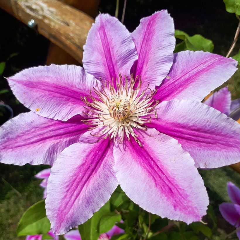 Clematis patens Doctor Ruppel (Flowering)