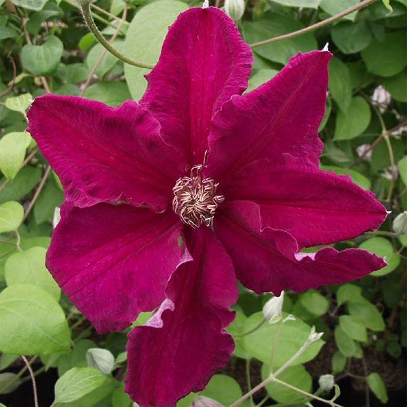 Clematis viticella Ernest Marckham (Flowering)