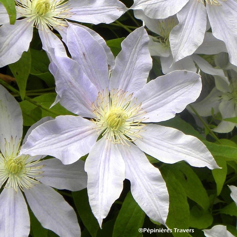 Clematis Etoile Nacrée (Flowering)