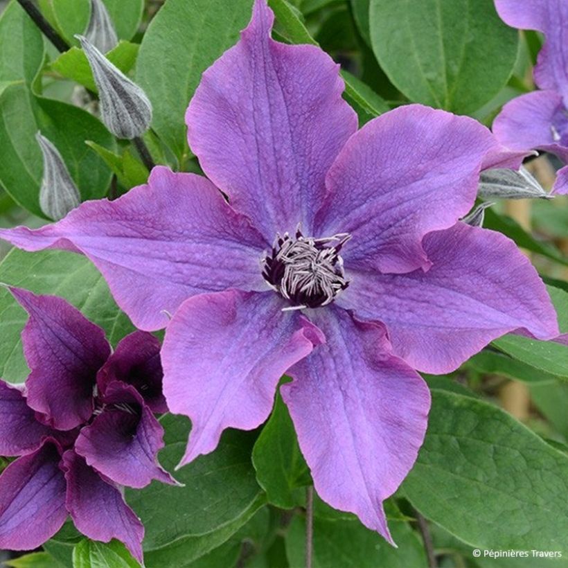 Clematis  Guiding Promise™ (Flowering)