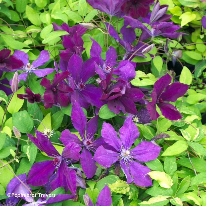 Clematis Honora (Flowering)