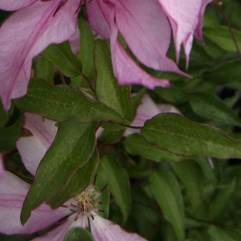 Clematis patens Isabella (Zo12220) (Foliage)