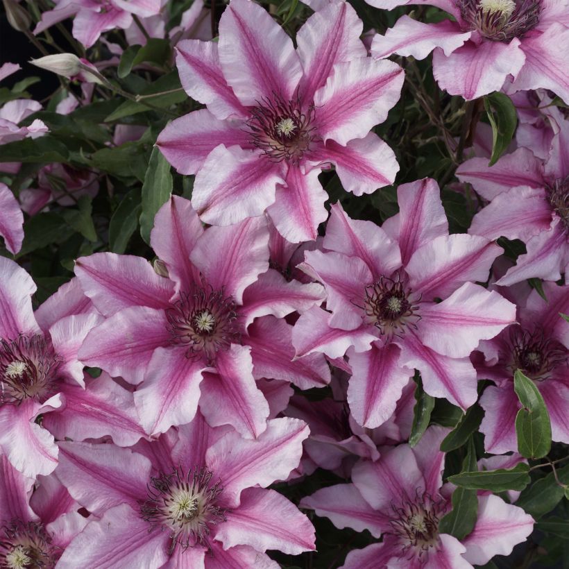 Clematis patens Isabella (Zo12220) (Flowering)