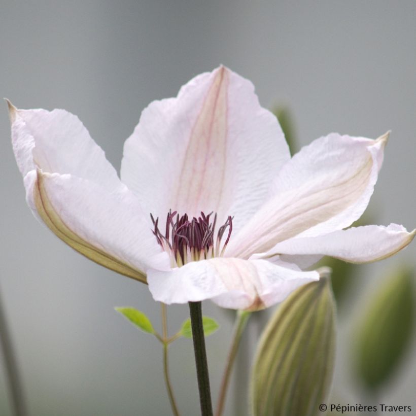 Clematis 'Jan Pawel II' (Flowering)