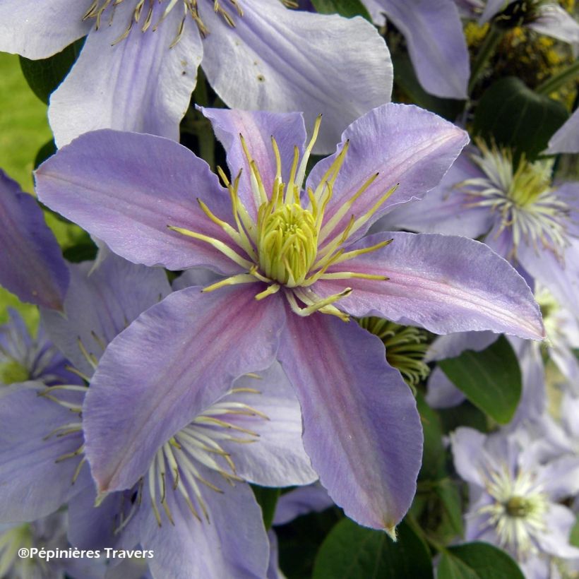 Clematis viticella Justa (Flowering)