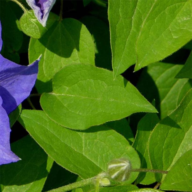 Clematis patens Kingfisher (Foliage)