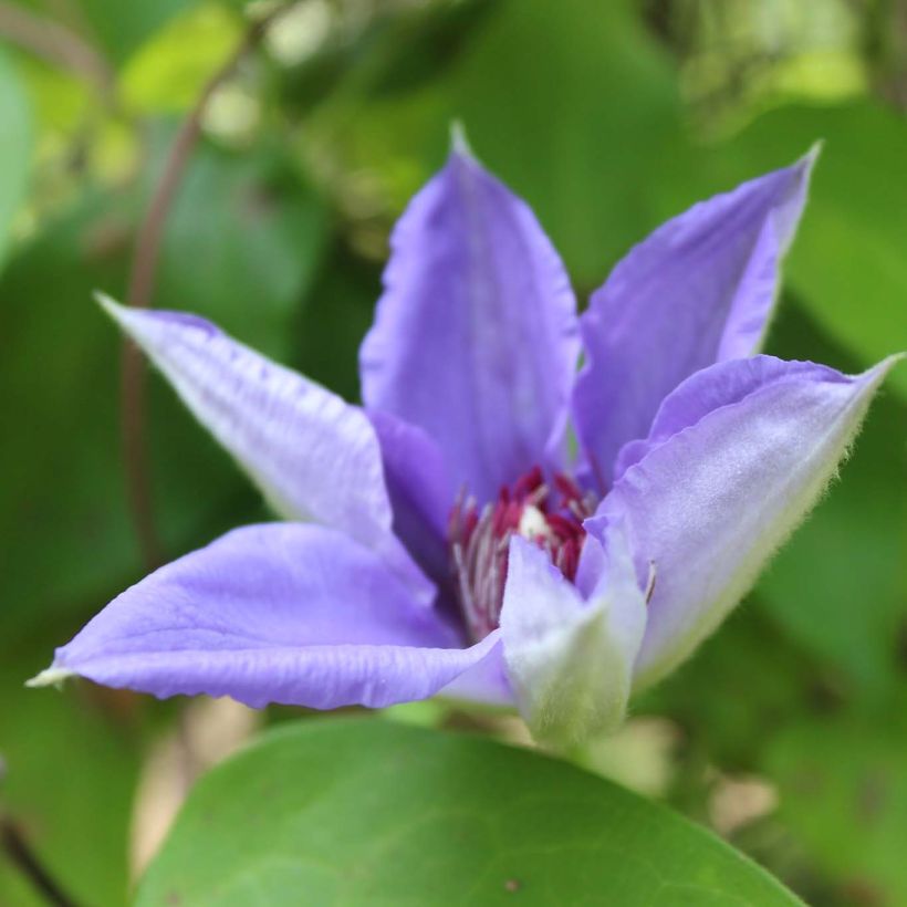Clematis lanuginosa Lawsoniana (Flowering)