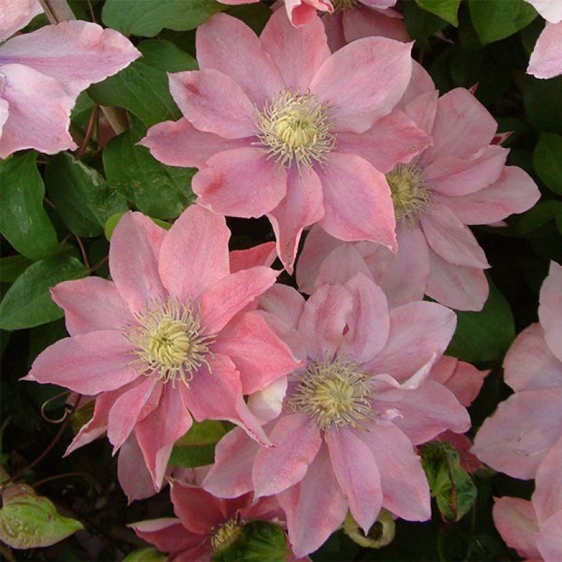 Clematis Little Mermaid (Flowering)