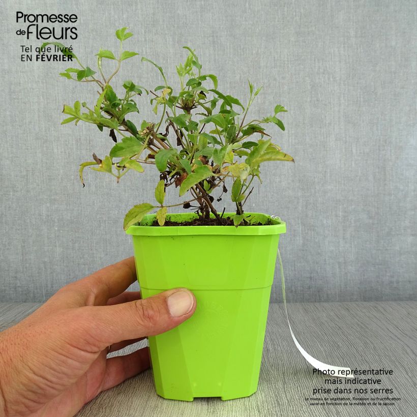 Clematis Little Lemons 1L/1.5L pot sample as delivered in autumn