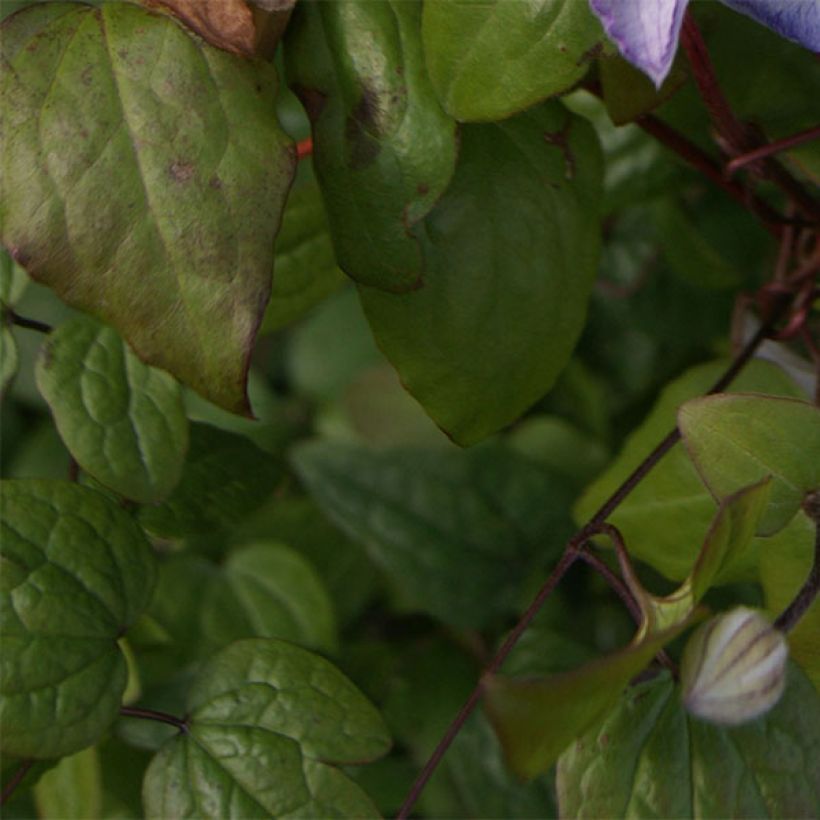 Clematis Lucky Charm (Foliage)