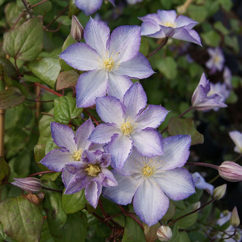 Clematis Lucky Charm (Flowering)