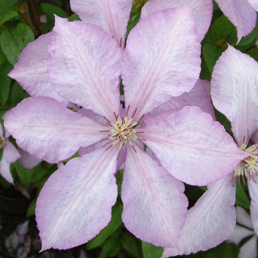 Clematis Margaret Hunt (Flowering)