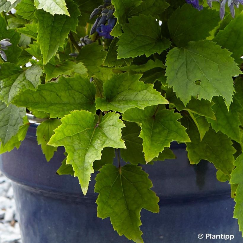 Clematis New Love (Foliage)