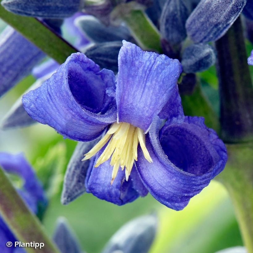 Clematis New Love (Flowering)