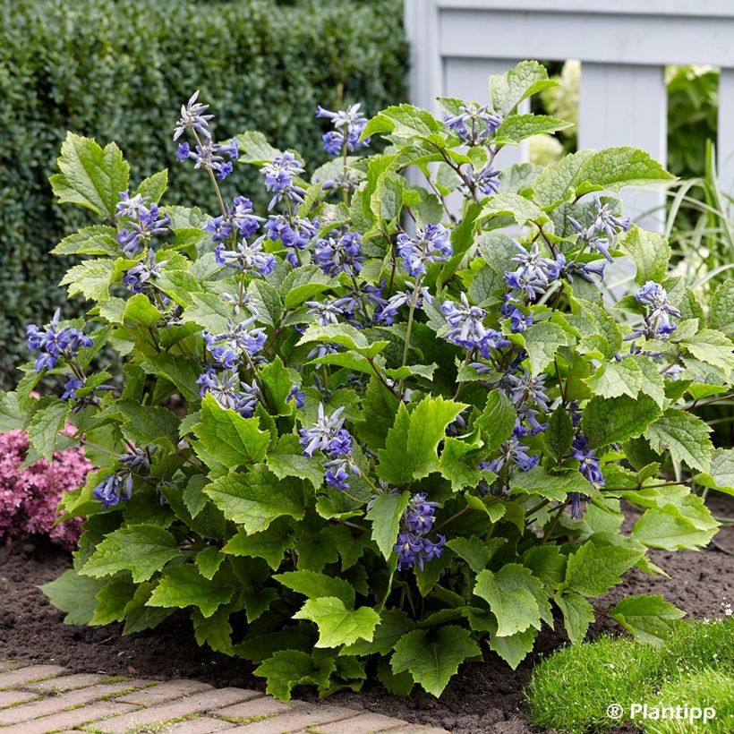 Clematis New Love (Plant habit)