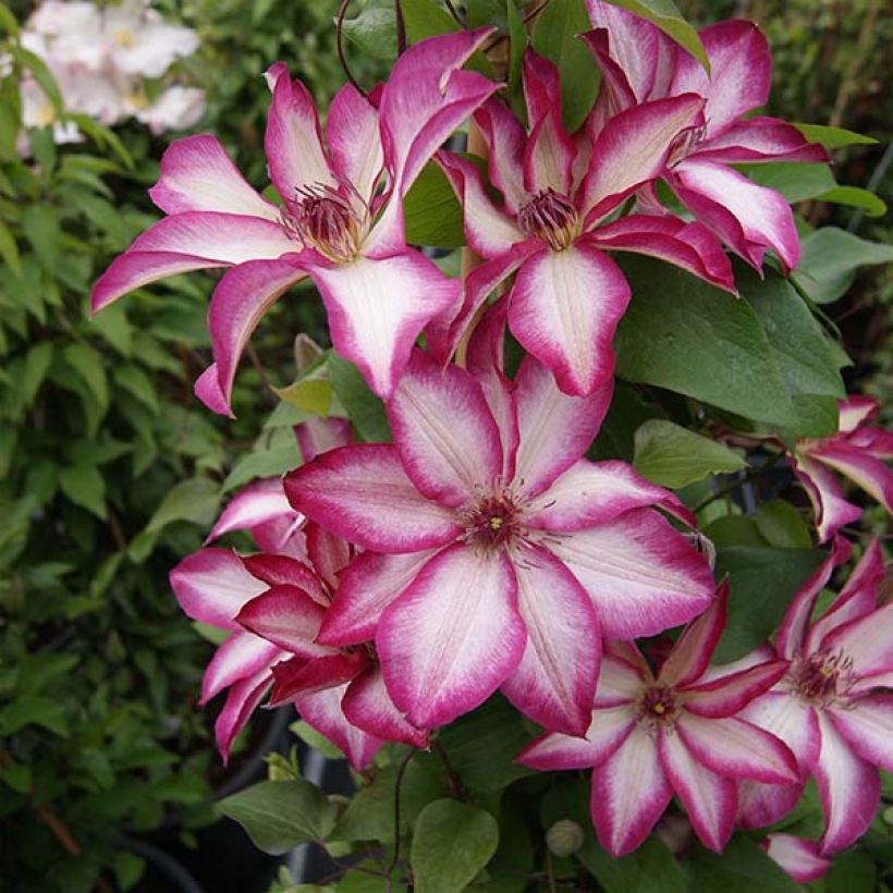 Clematis Picotee (Plant habit)