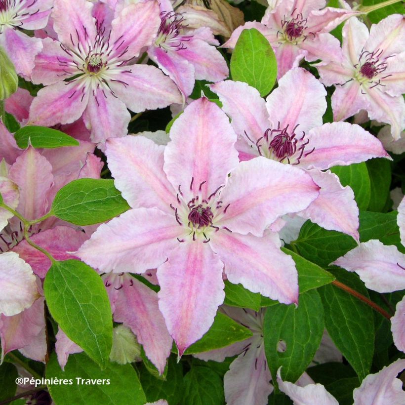 Clematis Pink Fantasy (Flowering)