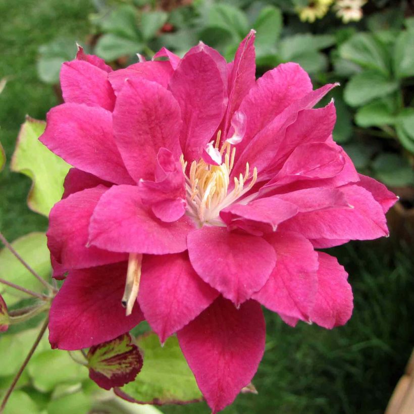 Clematis Red Star (Flowering)