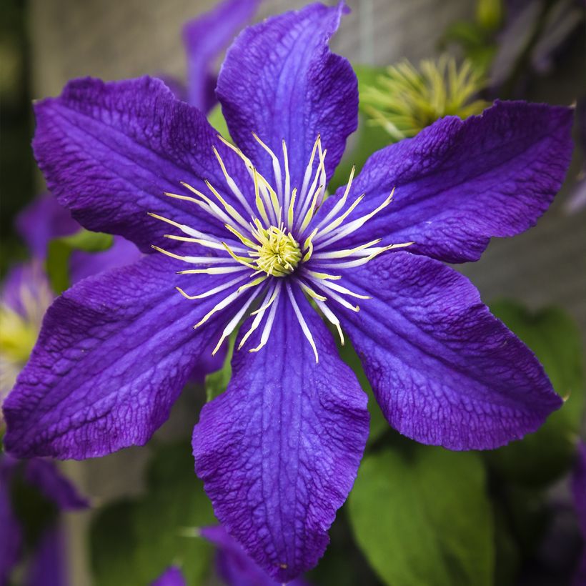 Clematis patens Rhapsody (Flowering)