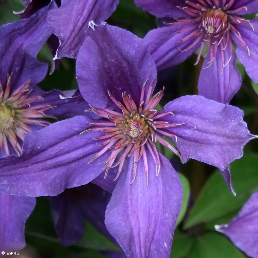 Clematis integrifolia 'Saphyra Violetta' - Clematis (Flowering)