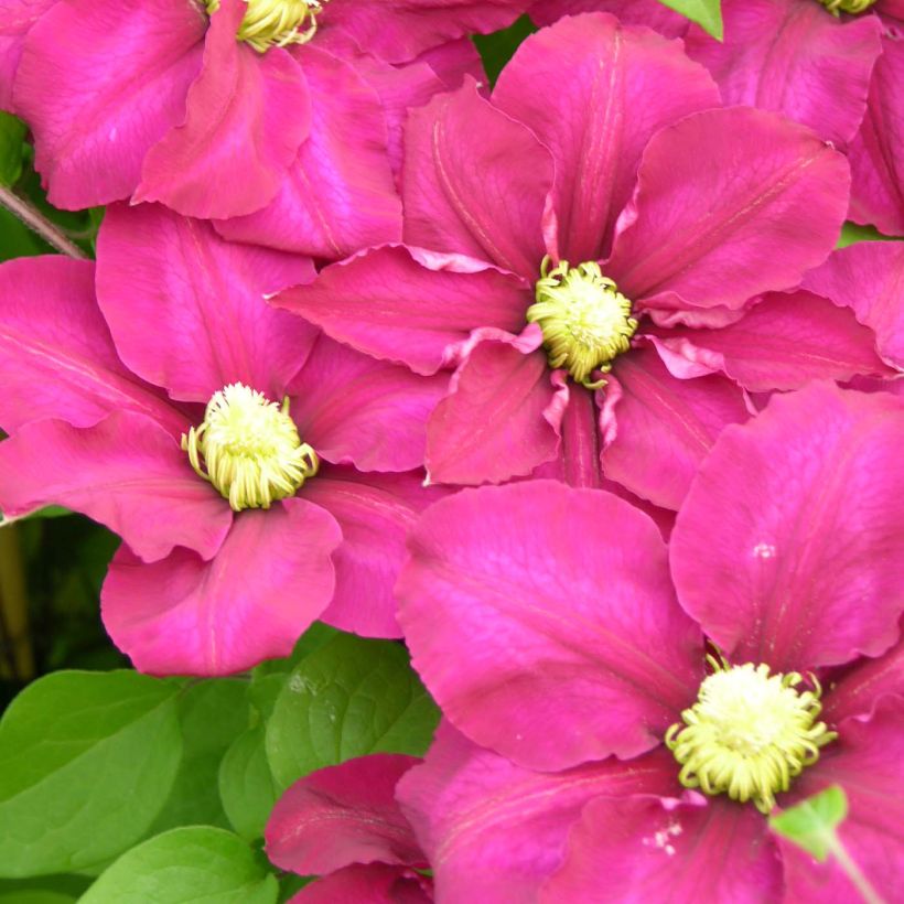 Clematis Success Magenta (Flowering)